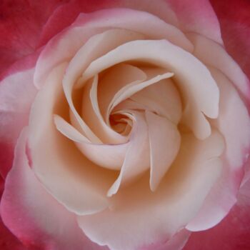 Rose P1010062.JPG