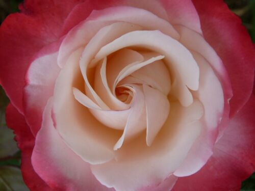 Rose P1010062.JPG